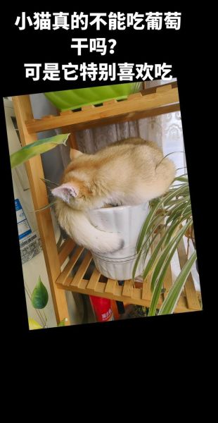 猫能吃葡萄吗干,宠物猫能吃葡萄吗