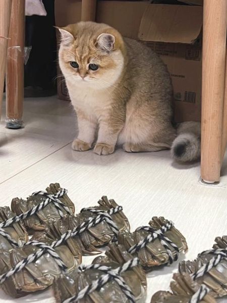 猫能吃螃蟹吗腿,猫能吃螃蟹吗会死吗