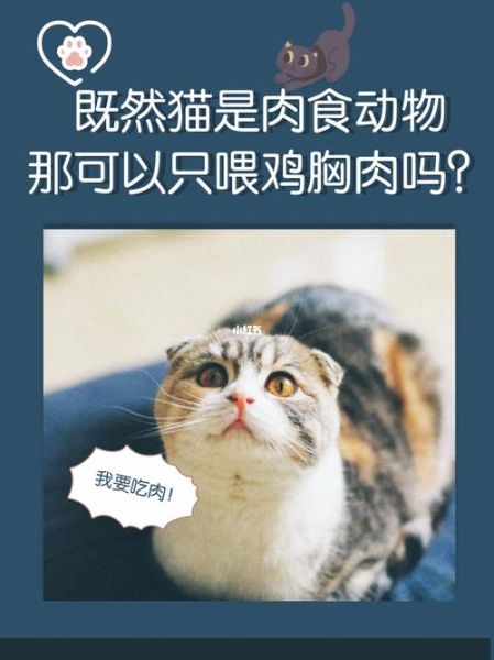 猫能吃鸡肉吗煮熟,猫能吃鸡肉吗为什么