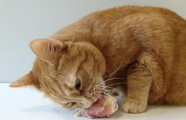 猫能吃鸡骨头吗会死吗,猫能吃鸡骨头吗有营养吗