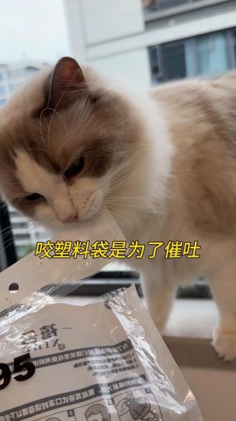 猫舔塑料袋子,猫老舔塑料袋是什么原因