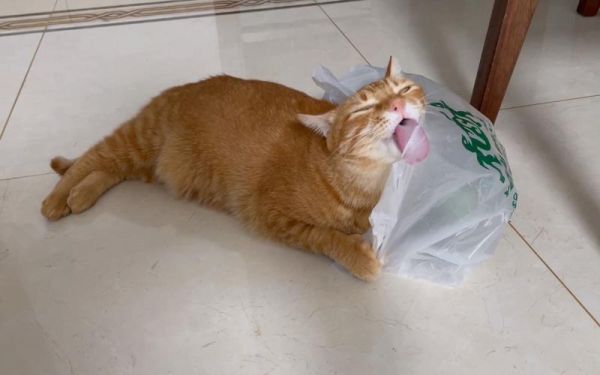 猫舔塑料袋子,猫老舔塑料袋是什么原因