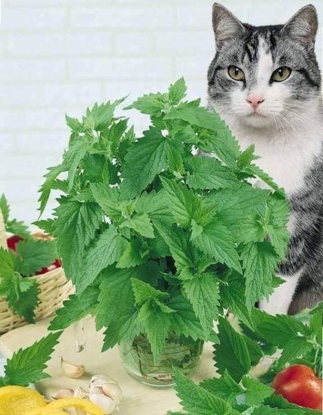 猫薄荷是啥东西,猫薄荷是啥样的