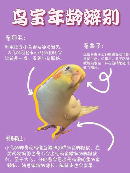 玄凤寿命一般是多久,玄凤寿命几年