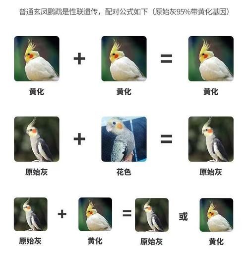 玄凤寿命一般是多久,玄凤寿命几年