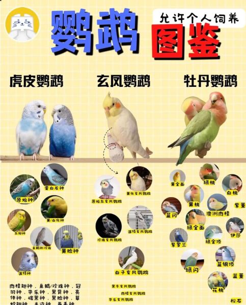玄凤鹦鹉寿命一般在多少年左右,玄凤鹦鹉