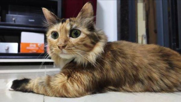 玳瑁猫多少钱一只