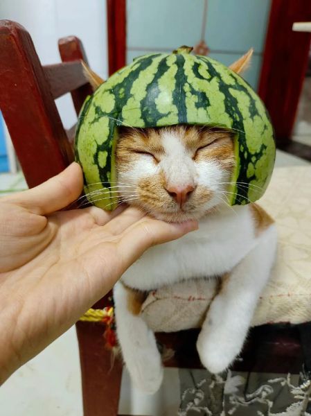 瓜皮猫是什么品种,瓜皮猫表情包