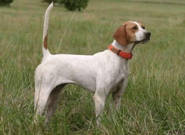 短尾巴狗叫什么犬种,短尾巴狗品种图片