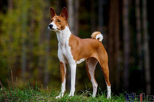 短尾巴狗叫什么犬种,短尾巴狗品种图片
