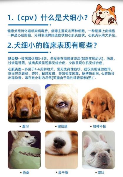 细小潜伏期有征兆吗,细小潜伏期打单抗有用吗
