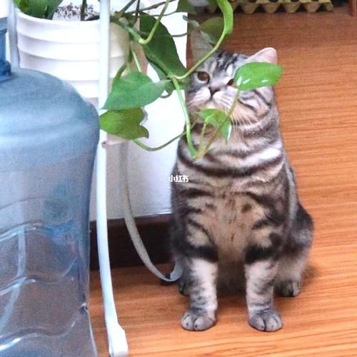 绿萝对猫咪有没有毒,绿萝对猫有毒吗会死吗