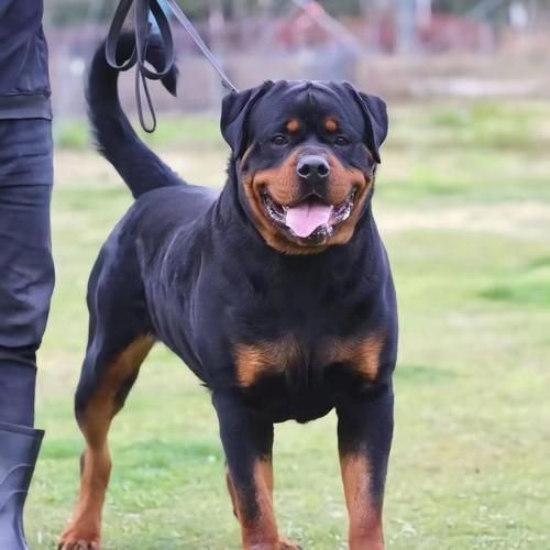 罗纳威犬多少钱一只,罗威纳犬多少钱一只纯种