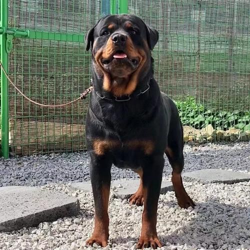 罗纳威犬多少钱一只,罗威纳犬多少钱一只纯种