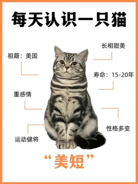 美国刚毛猫和美国短毛猫的区别,美国刚毛猫图片及价格