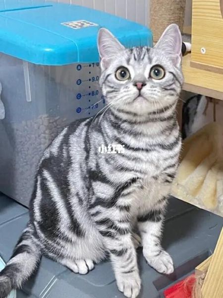 美国刚毛猫和美国短毛猫的区别,美国刚毛猫图片及价格