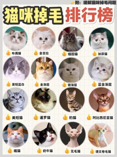 美短掉毛最好的解决办法,英短掉毛厉害吗