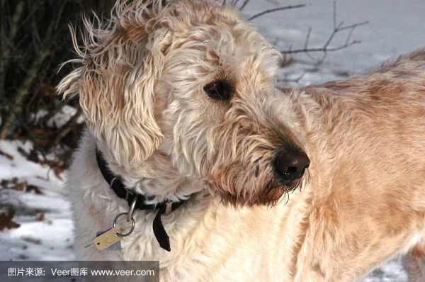 葡萄牙水犬智商高吗,葡萄牙水犬是大型犬吗