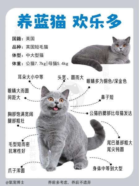 蓝猫好养吗 需要注意些什么问题,蓝猫好养吗 需要注意些什么