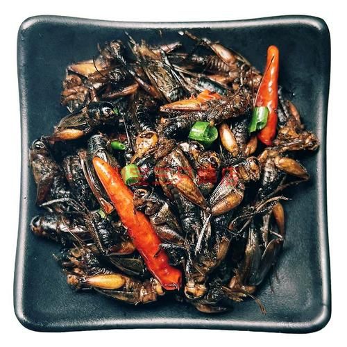 蟋蟀吃什么食物会凶,蟋蟀吃什么食物活得久