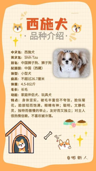 西施犬怎么养,西施犬脱毛吗