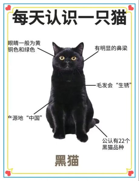 识别猫品种扫一扫,黑猫不是一般人能养的