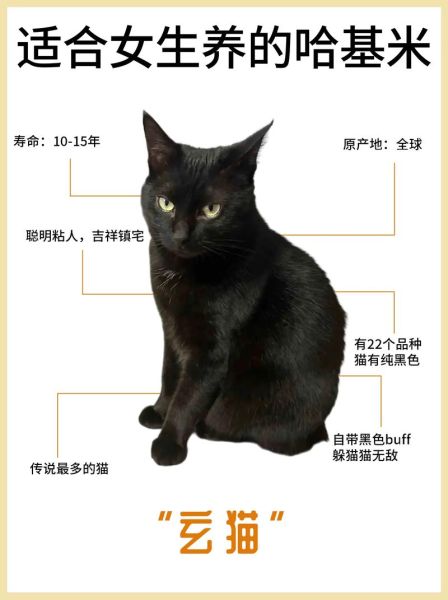 识别猫品种扫一扫,黑猫不是一般人能养的