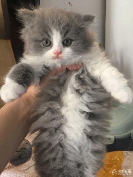 起司高地猫是什么品种,英短高地猫是什么品种