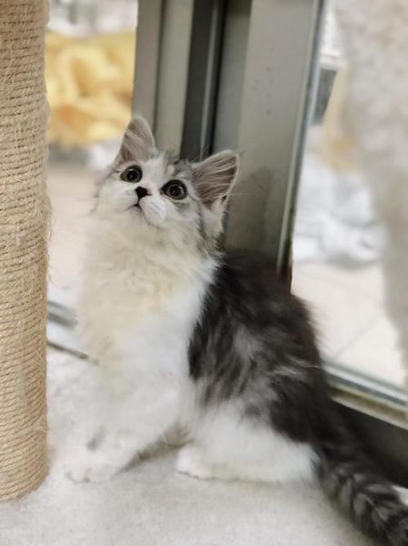 起司高地猫是什么品种,英短高地猫是什么品种