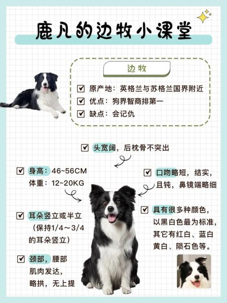 边牧一生认几个主人,养边牧的10大忠告