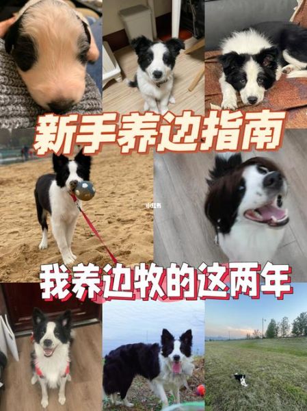 边牧几个月成年可以生小狗,十个不养边牧的理由