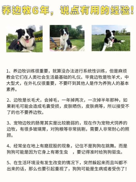 边牧怎么训练大小便,边牧多大开始变漂亮