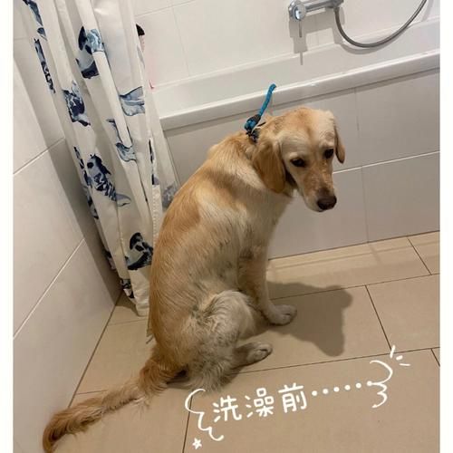 金毛多久洗一次澡