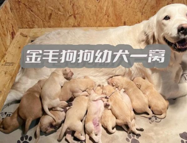 金毛有几种颜色的狗,金毛有几种颜色金毛狗