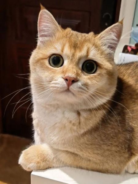 金渐层母猫会发腮吗,奶牛母猫会发腮吗