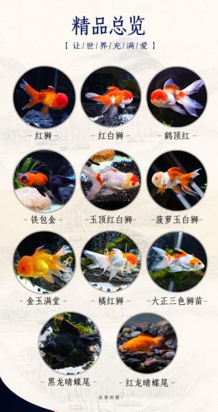金鱼可以活多久