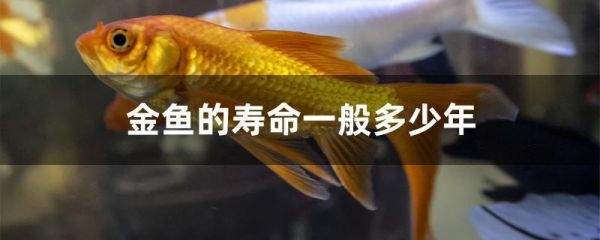 金鱼可以活多久