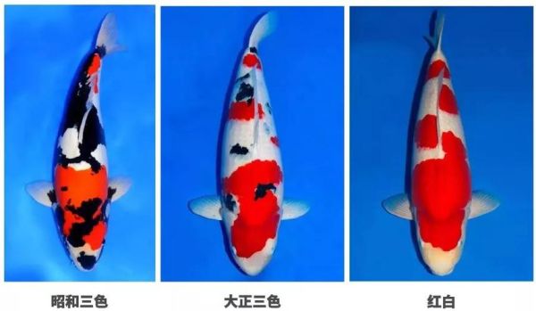 锦鲤寿命一般几年,锦鲤寿命长吗