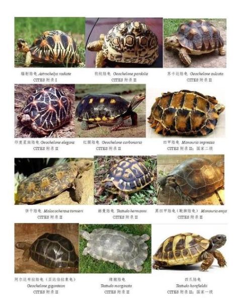 陆龟种类的名称和图片,陆龟种类哪个好养又便宜