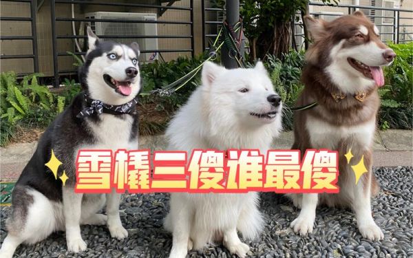 雪地三傻是什么狗,雪地三傻合影图片