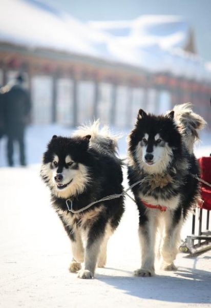 雪地三傻是什么狗,雪地三傻合影图片