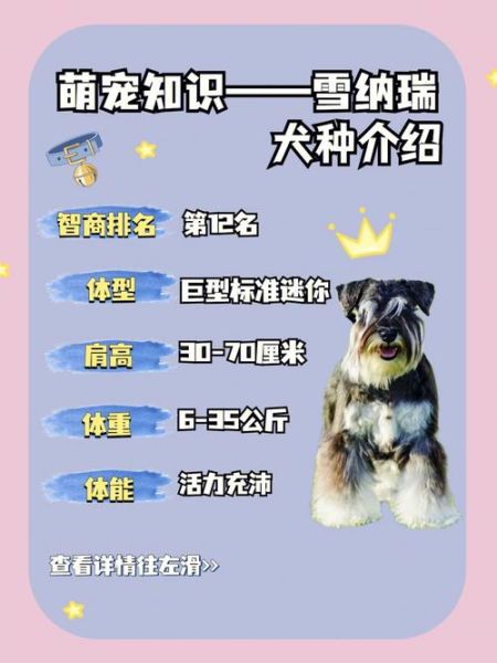 雪纳瑞寿命即将结束的现象,雪纳瑞寿命一般在多少年左右