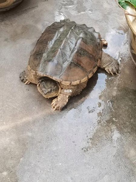 鳄龟好养吗需要注意什么,鳄龟好养吗贴吧