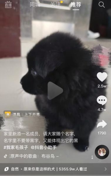 黑狗起名不带黑字又能体现黑,黑狗起名叫什么名字
