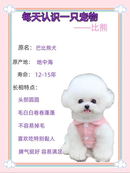 比熊犬名字大集合!超萌超可爱的比熊名字推荐