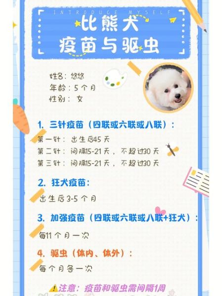 比熊驱虫频率解析:幼犬和成年犬的最佳驱虫时间表!