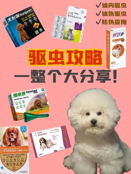 比熊驱虫频率解析:幼犬和成年犬的最佳驱虫时间表!