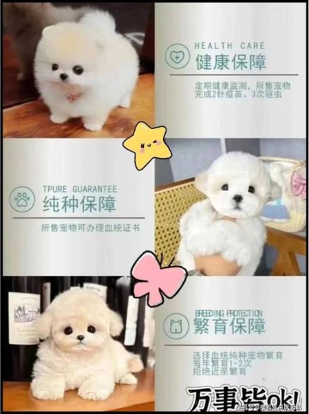 好听的比熊名字推荐:哪些名字最适合你的宠物?