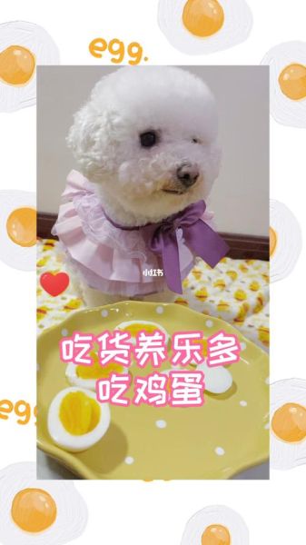 比熊可以吃鸡蛋吗?了解鸡蛋对比熊的健康益处