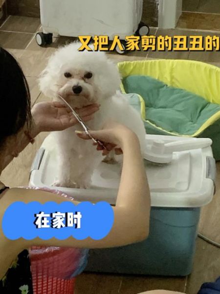 比熊可以吃鸡蛋吗?了解鸡蛋对比熊的健康益处